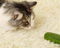 Vì sao mèo cưng lại sợ dưa chuột?