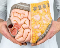 6 dưỡng chất giúp kiểm soát mỡ nội tạng