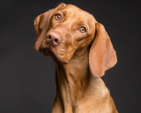 Giãn thực quản ở cún cưng được biểu hiện như thế nào?