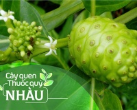 Cây quen, thuốc quý: Cây nhàu