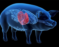 Gan lợn biến đổi gene: Giải pháp cho bệnh nhân suy gan chờ ghép tạng?