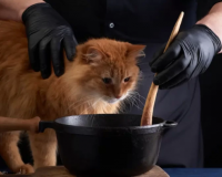 Có nên tự nấu thức ăn cho mèo?