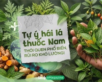 Tự ý hái lá thuốc Nam: Thói quen phổ biến, rủi ro khó lường!