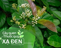 Cây quen, thuốc quý: Cây xạ đen