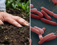 Căn bệnh khiến 23 người tử vong ở Thái Lan, Bộ Y tế ra khuyến cáo khẩn