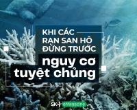 Khi các rạn san hô đứng trước nguy cơ tuyệt chủng