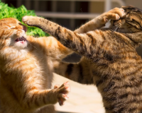 Khi những chú mèo trong nhà “cơm chẳng lành, canh chẳng ngọt”