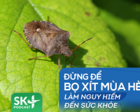Podcast: Đừng để bọ xít mùa Hè làm nguy hiểm đến sức khỏe