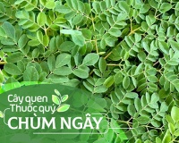 Cây quen, thuốc quý: Chùm ngây