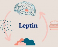 Phòng ngừa béo phì: Làm sao cải thiện tình trạng kháng leptin?