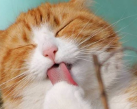 Cách mèo cưng làm mát cơ thể khi trời nóng