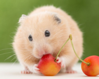 Chuột hamster có ăn được hoa quả không?