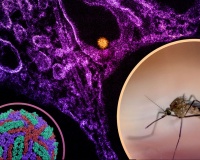 Dịch virus Tây sông Nile bùng phát ở Châu Âu, WHO cảnh báo