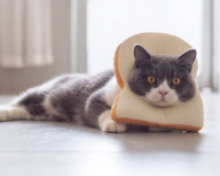 Mèo có ăn được bánh mì không?