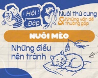 Những hành động nào có thể gây hại cho mèo?