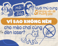 Vì sao không nên cho mèo chơi cùng đèn laser?
