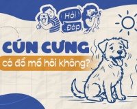 Cún cưng có đổ mồ hôi không?