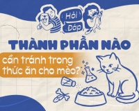 Thành phần nào cần tránh trong thức ăn cho mèo?