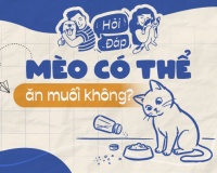 Mèo có thể ăn muối không?