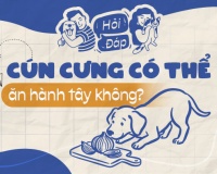 Cún cưng có thể ăn được hành tây không?