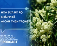 Podcast: Hoa sữa nở rộ khắp phố, những ai cần cẩn trọng?