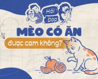 Mèo có ăn cam được không?