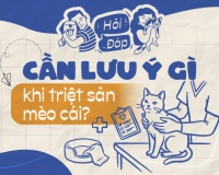 Cần lưu ý điều gì khi triệt sản mèo cái?