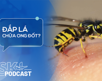 Podcast: Bị ong đốt có nên đắp lá?