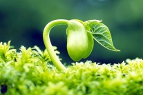Bổ sung mầm đậu nành có giúp tăng khả năng sinh sản?