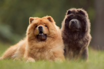 Bệnh thiểu sản tiểu não ở cún cưng và cách chăm sóc 