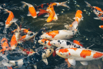 Tìm hiểu chung về loài cá chép “gấm vóc”