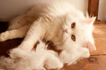 8 nguyên nhân gây rụng lông ở mèo cưng