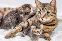 Cách chăm sóc mèo mẹ và mèo con sau sinh 