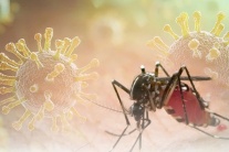Virus chikungunya đang hoành hành tại Trung Quốc nguy hiểm thế nào?