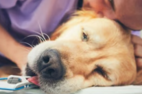 An tử cho thú cưng: Một quyết định khó…