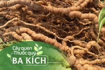 Cây quen, thuốc quý: Ba kích!
