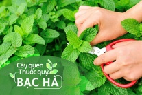 Cây quen, thuốc quý: Bạc hà!