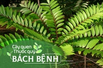 Cây quen, thuốc quý: Bách bệnh!