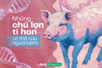 Những chú lợn tí hon có thể cứu người bệnh