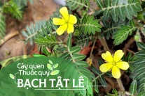 Cây quen, thuốc quý: Bạch tật lê!