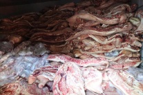 Bắt chủ lò mổ gom 38 tấn thịt nhiễm dịch tả lợn Châu Phi chờ tiêu thụ