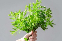 Có nên trị sỏi mật bằng rau ngổ tại nhà không?