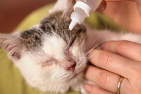 Nhiễm trùng mắt ở mèo: Nhận biết, điều trị và phòng ngừa