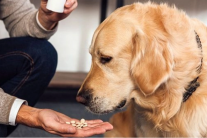 Có nên cho cún cưng uống vitamin và thực phẩm bổ sung?