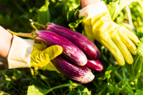 Cà tím: Lợi ích sức khỏe và những lưu ý khi sử dụng