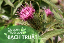 Cây quen, thuốc quý: Bạch truật!
