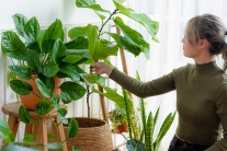 Trồng 7 cây này trong nhà để ngăn nấm mốc độc hại