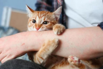 10 bệnh có thể lây từ mèo sang người và cách phòng ngừa hiệu quả