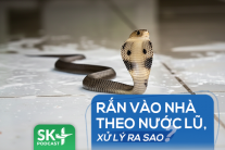 Podcast: Rắn vào nhà theo nước lũ, xử lý ra sao?