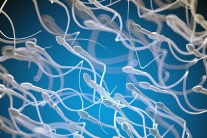 Ca mang thai đầu tiên nhờ AI phân tích tinh trùng